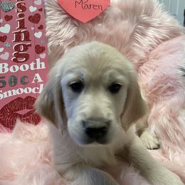 Golden Retriever Puppies from R Ranch Goldens