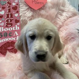 Golden Retriever Puppies from R Ranch Goldens