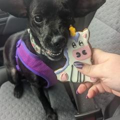 Xoloitzcuintli from Silver Lining Kennel