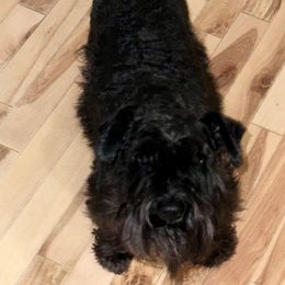 Rhema - Miniature Schnauzer