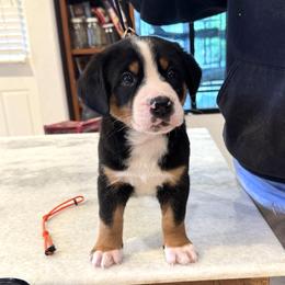 Boy 2 - male Greater Swiss Mountain Dog puppy in Pasadena, California from Park Place Swissys