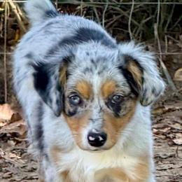 Aurora - Blue merle female Miniature Australian Shepherd puppy in Patterson, North Carolina from DreamLine Aussies