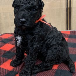 Kerry Blue Terrier Puppies from Watch Em’ Spar Kerry Blue Terriers
