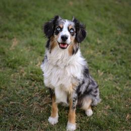 Miniature Australian Shepherd puppies from Wigglebutts Unlimited