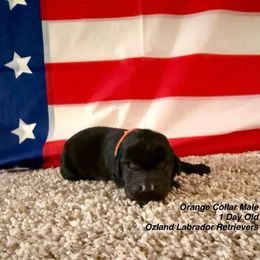 Labrador Retriever Puppies from OzLand Labrador Retrievers