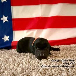 Labrador Retriever Puppies from OzLand Labrador Retrievers