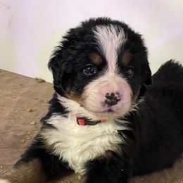 Bernese Mountain Dog Puppies from Hilltop K9
