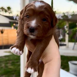 Taffy - Red  female Goldendoodle puppy in Rio Linda, California from Plush Doodles