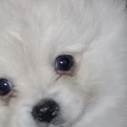 Pomeranians from Almost White Poms