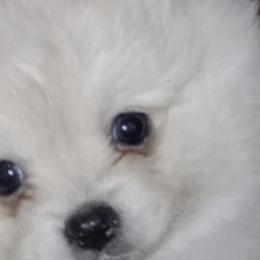 Pomeranians from Almost White Poms
