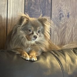 Violet - Pomeranian