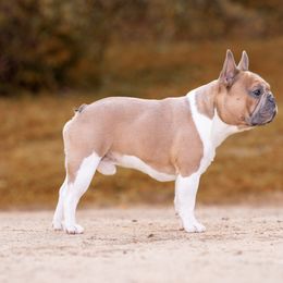 Charmer - French Bulldog