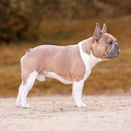 Charmer - French Bulldog