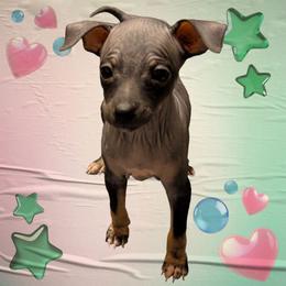 Sweet Potato - Black female American Hairless Terrier puppy in Phoenix, Arizona from Bare Valley