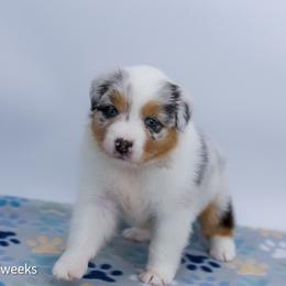 Confetti - Blue merle female Australian Shepherd puppy in Lakewood, California from Cloud Nine Kennel