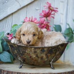 Goldie - Golden female Cockapoo puppy in Seattle, Washington from Sweet Home Doodles
