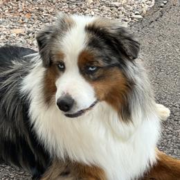 Diesel - Miniature American Shepherd