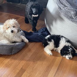 Poodle Puppies from Clementi Pearl Goldens and Poodles