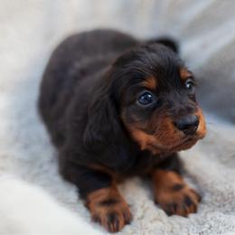 Petunia - Black and tan female Dachshund puppy in Tampa, Florida from EntityDachs