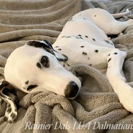 Dalmatian Puppies from Rainier DALS LUA Dalmatians of Washington