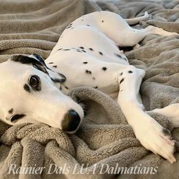 Dalmatian Puppies from Rainier DALS LUA Dalmatians of Washington