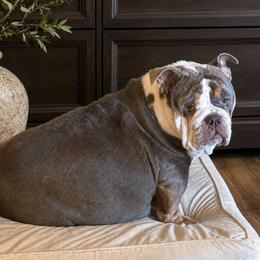 Charolette - Bulldog