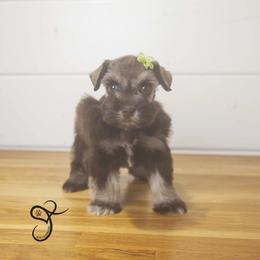 Alice - Liver female Miniature Schnauzer puppy in Diamond Valley, Utah from JoJo's Schnauzers