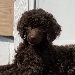 Poodle Puppies from Poodle Sense