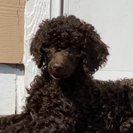 Poodle Puppies from Poodle Sense