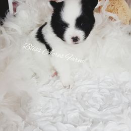 Chihuahua and Pomeranian Puppies from Bliss Acres Farm