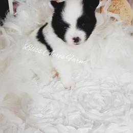 Chihuahua and Pomeranian Puppies from Bliss Acres Farm