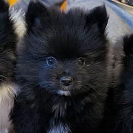 Jay - Black male Pomeranian puppy in Danielsville, Georgia from PassionatePomPoms