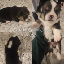 Boy 4 - Black and tan male Pembroke Welsh Corgi puppy in Ridgeville, Indiana from Bonvillian Pups