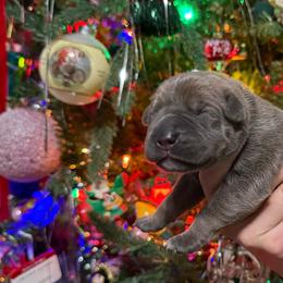 Prancer - Gray and fawn female Cane Corso puppy in Utah from 3Lake Kennelz