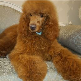 Harry  - Poodle