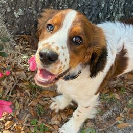 Tripp - Black white and tan male English Springer Spaniel puppy in Florida from Thunderbird Springers