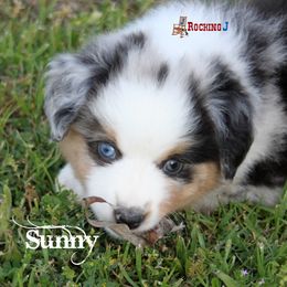 Miniature American Shepherd Puppies from Rocking J Miniature American Shepherds