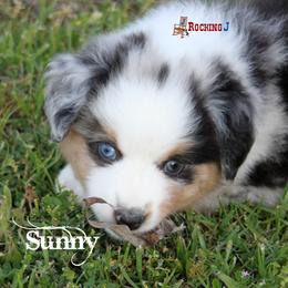Miniature American Shepherd Puppies from Rocking J Miniature American Shepherds