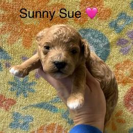 Sunny Sue - Apricot female Poodle puppy in Greensburg, Kentucky from Doodle Me Crazy