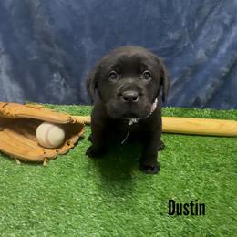 Dustin - Black male Labrador Retriever puppy in Farmington, Missouri from Granite Creek Kennel