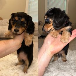 Maria - Black and tan female Dachshund puppy in Newbern, Tennessee from Barks & Wiggles Dachshunds