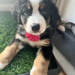 Bernese Mountain Dog Puppies from Berner Bud Farm