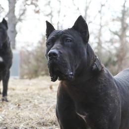 Lilith - Perro de Presa Canario