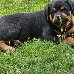 Rottweiler Puppies from Karol pragacz