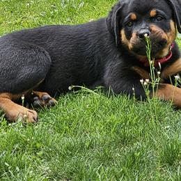 Rottweiler Puppies from Karol pragacz