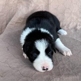 Girl 3 - Black and white female Border Collie puppy in Centerville, Washington from Forthright Farms