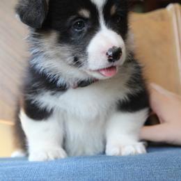 Boy 2 - Black and tan male Pembroke Welsh Corgi puppy in Fair Grove, Missouri from Cross D Ranch Corgis