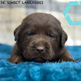 Light blue collar - Chocolate male Labrador Retriever puppy in Beaverdam, Virginia from Riverside Sunset Labrador Retrievers