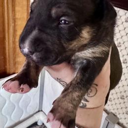 Timber - Black tan and white male Bull Terrier puppy in Springfield, Ohio from Lynn Hill Bull Terriers