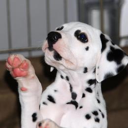 Dalmatian Puppies from Matchless Dalmatians